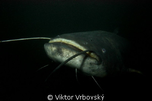 Catfish in the night by Viktor Vrbovský 